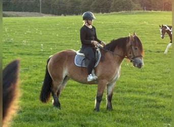 Other Heavy Horses, Mare, 3 years, 15.2 hh, Brown