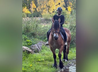 Other Heavy Horses, Mare, 3 years, 15.2 hh, Brown