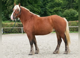 Other Heavy Horses, Mare, 3 years, 15.2 hh, Chestnut-Red