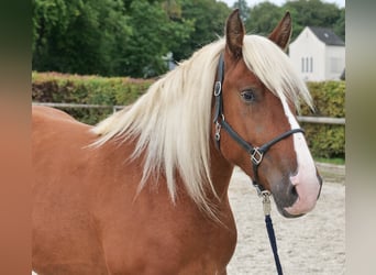 Other Heavy Horses, Mare, 3 years, 15.2 hh, Chestnut-Red