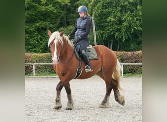 Other Heavy Horses, Mare, 3 years, 15.2 hh, Chestnut-Red