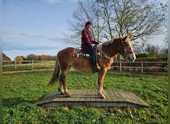 Other Heavy Horses, Mare, 3 years, 15.2 hh, Chestnut-Red
