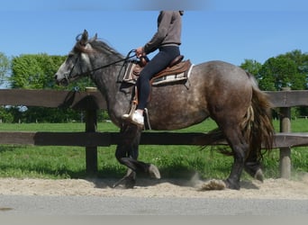 Other Heavy Horses, Mare, 3 years, 15.2 hh, Gray