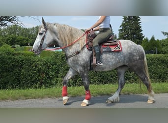 Other Heavy Horses, Mare, 3 years, 15 hh, Grey-Dapple