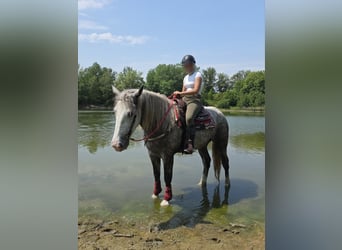 Other Heavy Horses, Mare, 3 years, 15 hh, Grey-Dapple