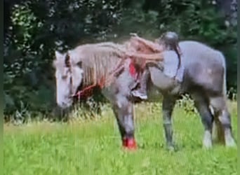 Other Heavy Horses, Mare, 3 years, 15 hh, Grey-Dapple