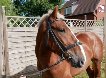 Other Heavy Horses, Mare, 3 years, 15 hh