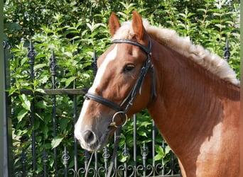 Other Heavy Horses, Mare, 3 years, 15 hh
