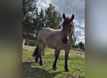 Other Heavy Horses Mix, Mare, 3 years, 15,1 hh