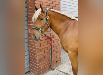 Other Heavy Horses, Mare, 3 years, 15,2 hh, Chestnut-Red