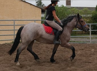 Other Heavy Horses Mix, Mare, 4 years, 15.1 hh, Brown Falb mold