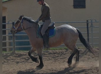 Other Heavy Horses, Mare, 4 years, 15.1 hh, Brown Falb mold