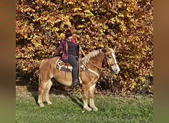 Other Heavy Horses, Mare, 4 years, 15.2 hh, Chestnut-Red