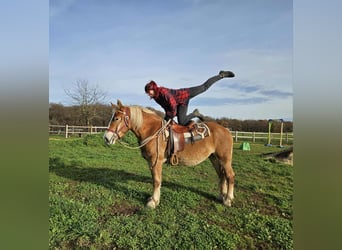 Other Heavy Horses, Mare, 4 years, 15.2 hh, Chestnut-Red