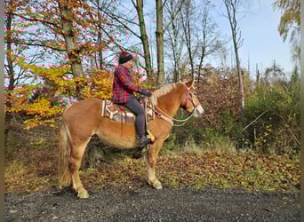 Other Heavy Horses, Mare, 4 years, 15.2 hh, Chestnut-Red