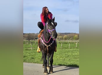 Other Heavy Horses Mix, Mare, 4 years, 15 hh, Black