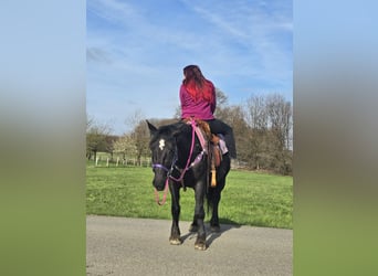 Other Heavy Horses Mix, Mare, 4 years, 15 hh, Black