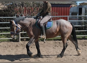 Other Heavy Horses, Mare, 4 years, 15,1 hh, Brown Falb mold