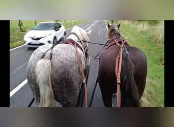 Other Heavy Horses, Mare, 4 years, 16 hh, Grey-Dapple