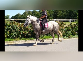 Other Heavy Horses, Mare, 4 years, 16 hh, Grey-Dapple