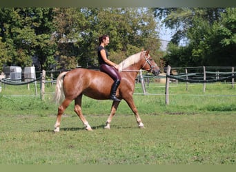 Other Heavy Horses Mix, Mare, 4 years, 16 hh