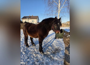 Other Heavy Horses, Mare, 4 years, Bay-Dark