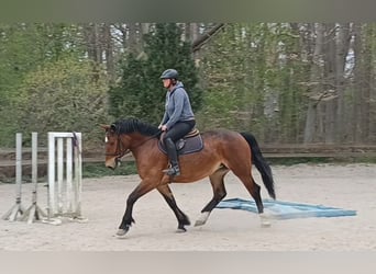 Other Heavy Horses, Mare, 4 years, Bay-Dark