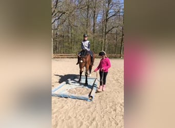 Other Heavy Horses, Mare, 4 years, Bay-Dark