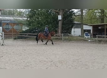 Other Heavy Horses, Mare, 4 years, Bay-Dark