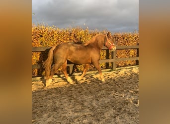 Other Heavy Horses, Mare, 4 years, Chestnut-Red