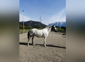 Other Heavy Horses, Mare, 5 years, 15.2 hh, Leopard-Piebald