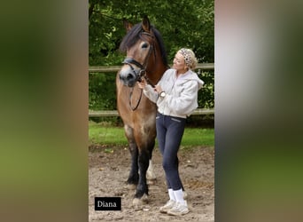 Other Heavy Horses, Mare, 5 years, 15.3 hh, Brown