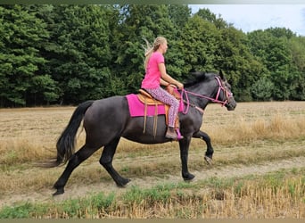 Other Heavy Horses, Mare, 5 years, 16.1 hh, Black