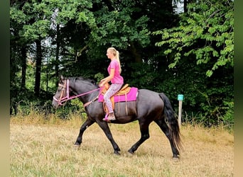Other Heavy Horses, Mare, 5 years, 16.1 hh, Black