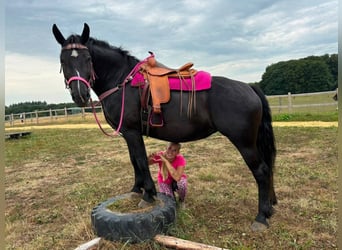 Other Heavy Horses, Mare, 5 years, 16.1 hh, Black