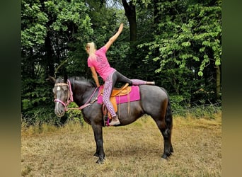Other Heavy Horses, Mare, 5 years, 16.1 hh, Black