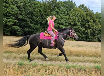 Other Heavy Horses, Mare, 5 years, 16.1 hh, Black
