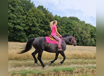 Other Heavy Horses, Mare, 5 years, 16.1 hh, Black