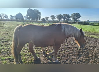 Other Heavy Horses, Mare, 5 years, Chestnut-Red