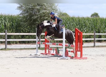 Other Heavy Horses, Mare, 6 years, 14.2 hh, Pinto