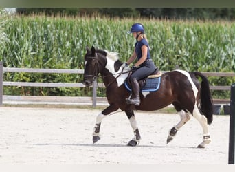 Other Heavy Horses, Mare, 6 years, 14.2 hh, Pinto