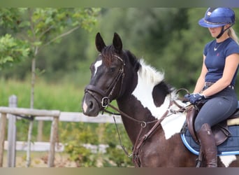 Other Heavy Horses, Mare, 6 years, 14.2 hh, Pinto