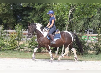 Other Heavy Horses, Mare, 6 years, 14.2 hh, Pinto