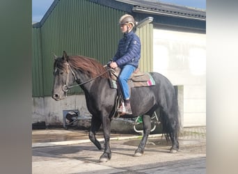Other Heavy Horses Mix, Mare, 6 years, 15.2 hh, Black