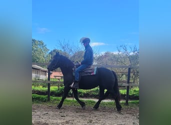 Other Heavy Horses Mix, Mare, 6 years, 15.2 hh, Black