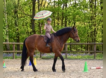 Other Heavy Horses, Mare, 6 years, 15.2 hh, Brown