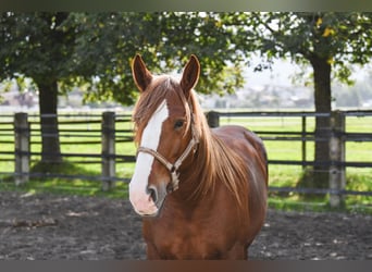 Other Heavy Horses, Mare, 6 years, 15.2 hh, Chestnut-Red