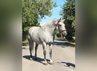 Other Heavy Horses, Mare, 6 years, 15.2 hh, Grey