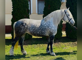 Other Heavy Horses, Mare, 6 years, 15.3 hh, Grey