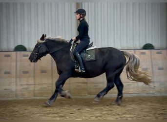 Other Heavy Horses, Mare, 6 years, 15 hh, Chestnut